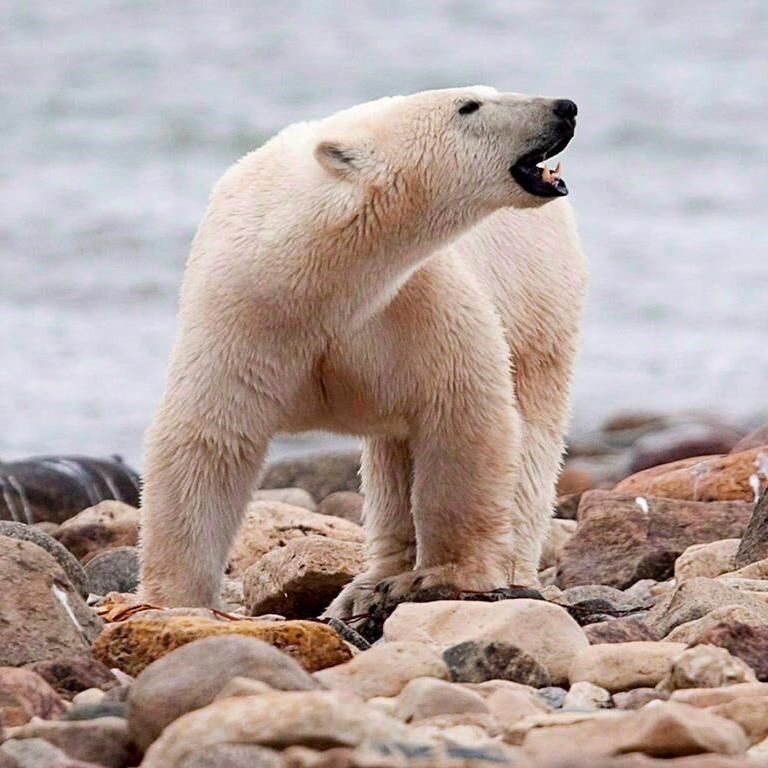 Polar bears kill worker in attack off Baffin Island in Nunavut